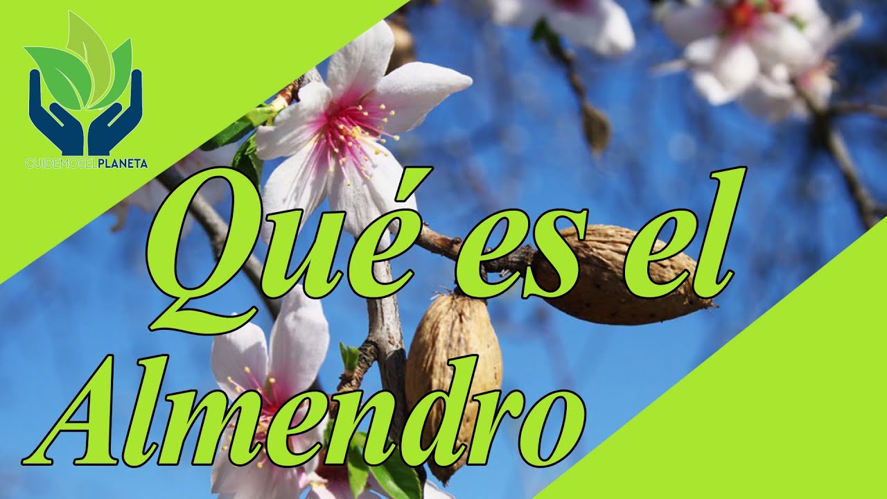 arbol parecido al almendro