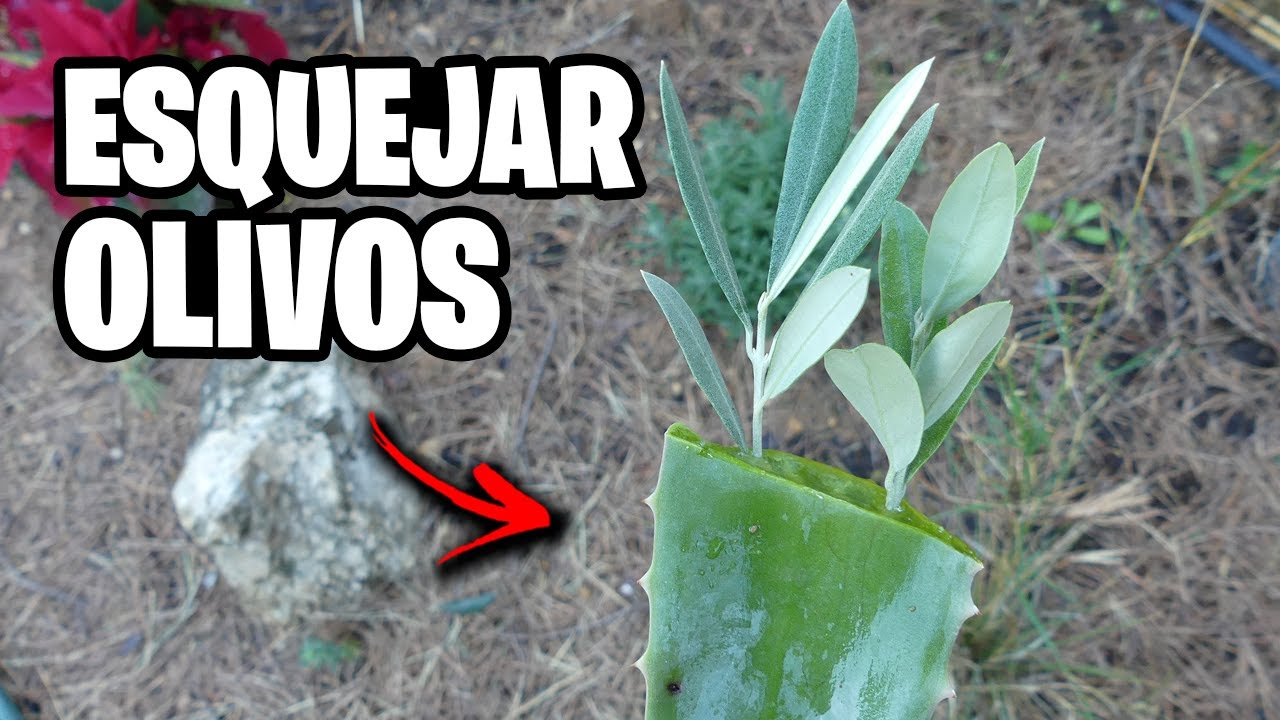 esquejar olivo