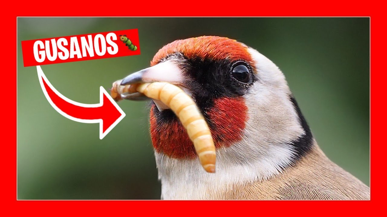 gusanos vivos para pajaros