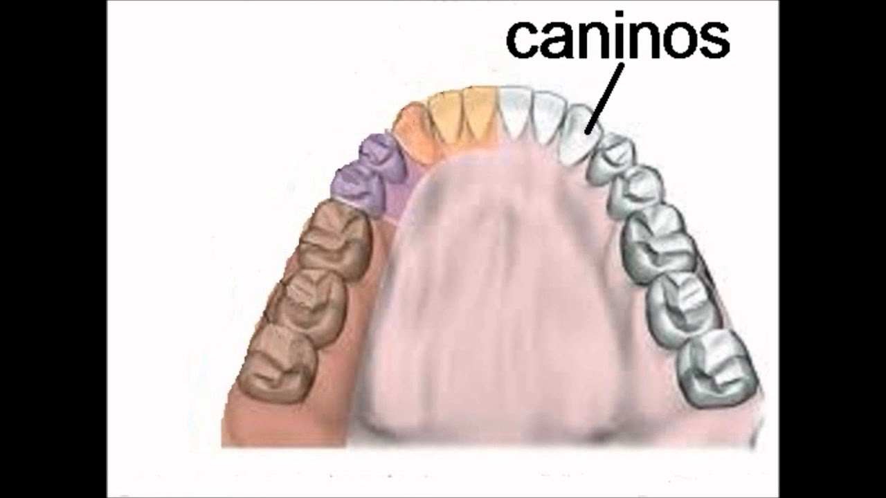 incisivos caninos premolares y molares