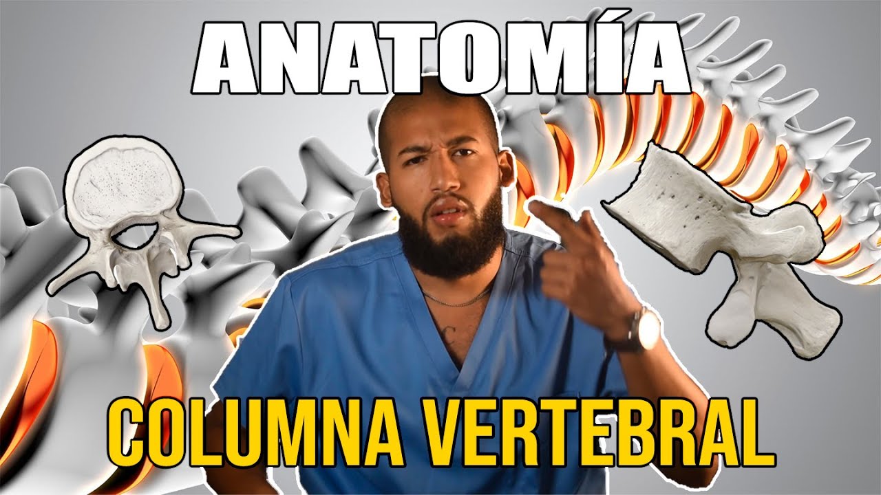 lamina de las vertebras