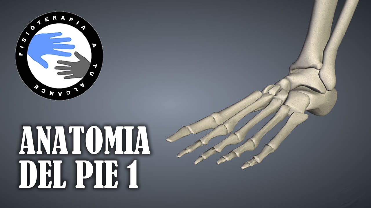 partes de los huesos de los pies