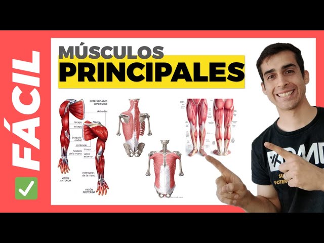 principale musculos del cuerpo humano