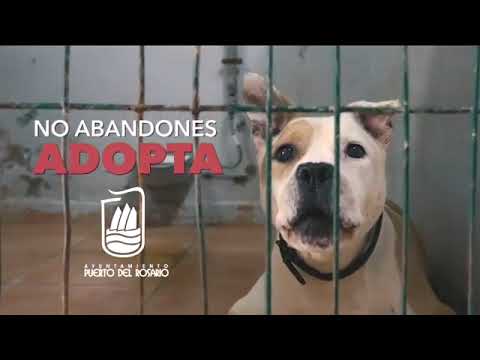 protectora de animales fuerteventura