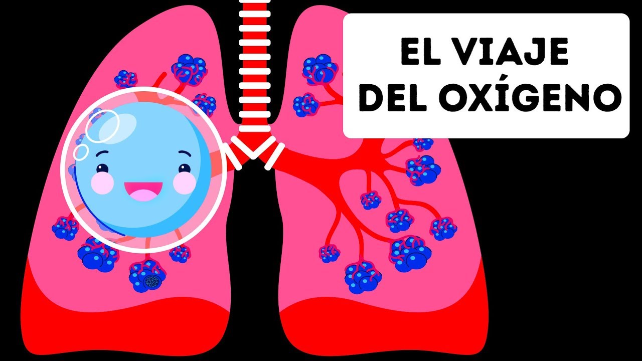 transporta el aire de la tráquea a los pulmones