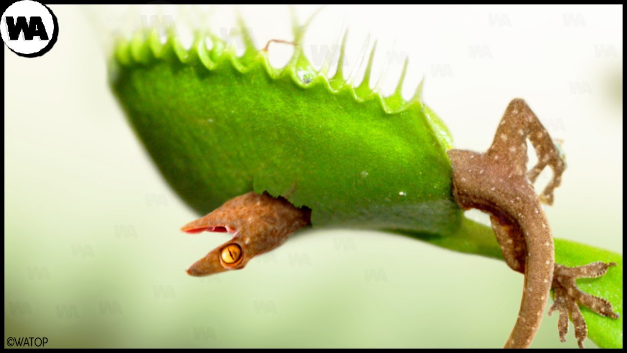animal que se alimenta solo de plantas y vegetales