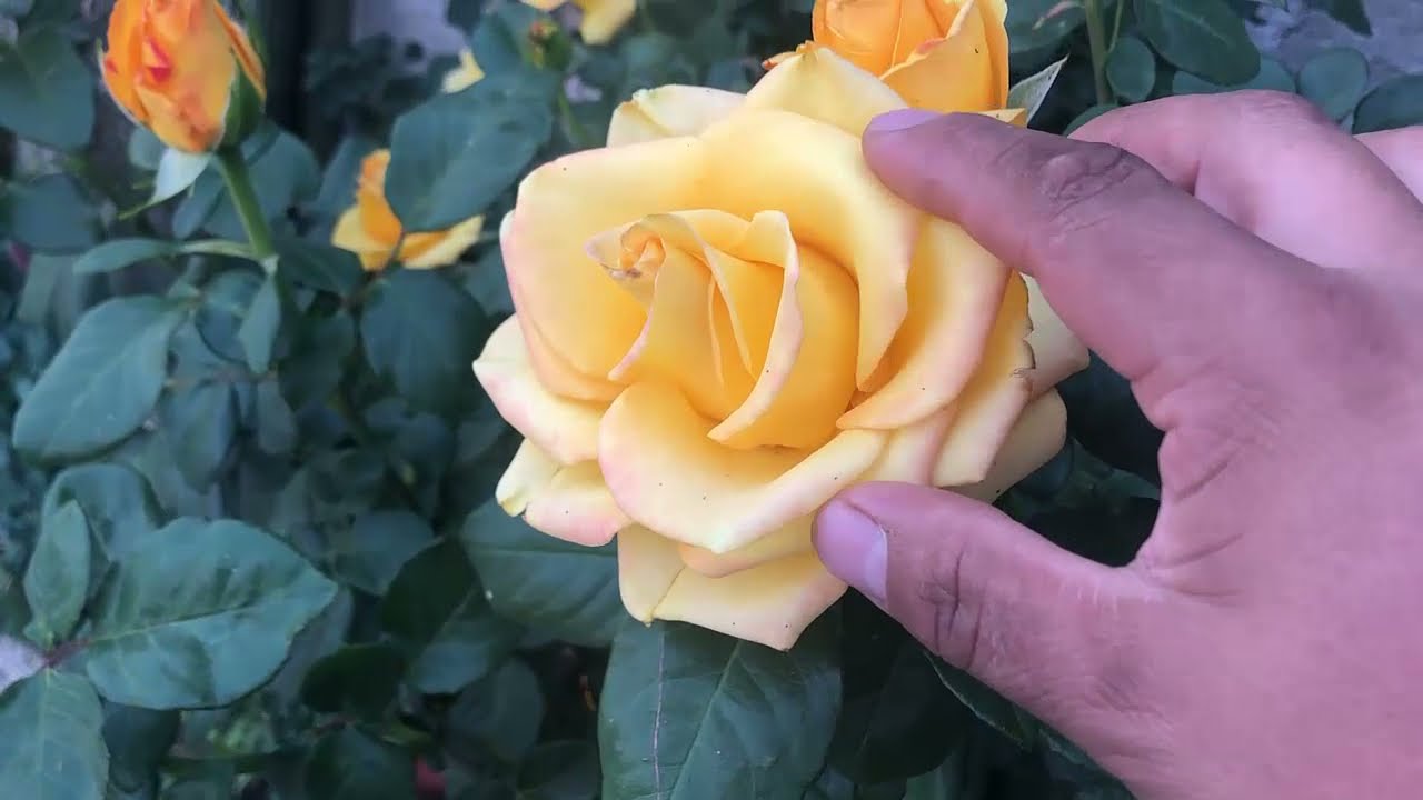 caracteristicas de rosas