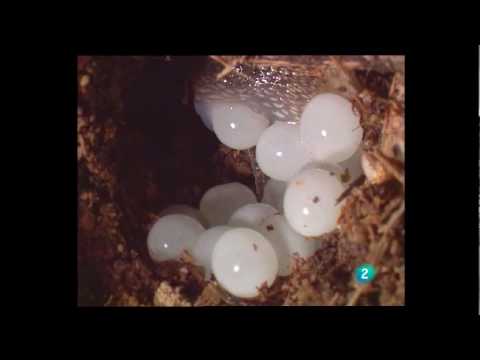 cómo son los huevos de caracoles