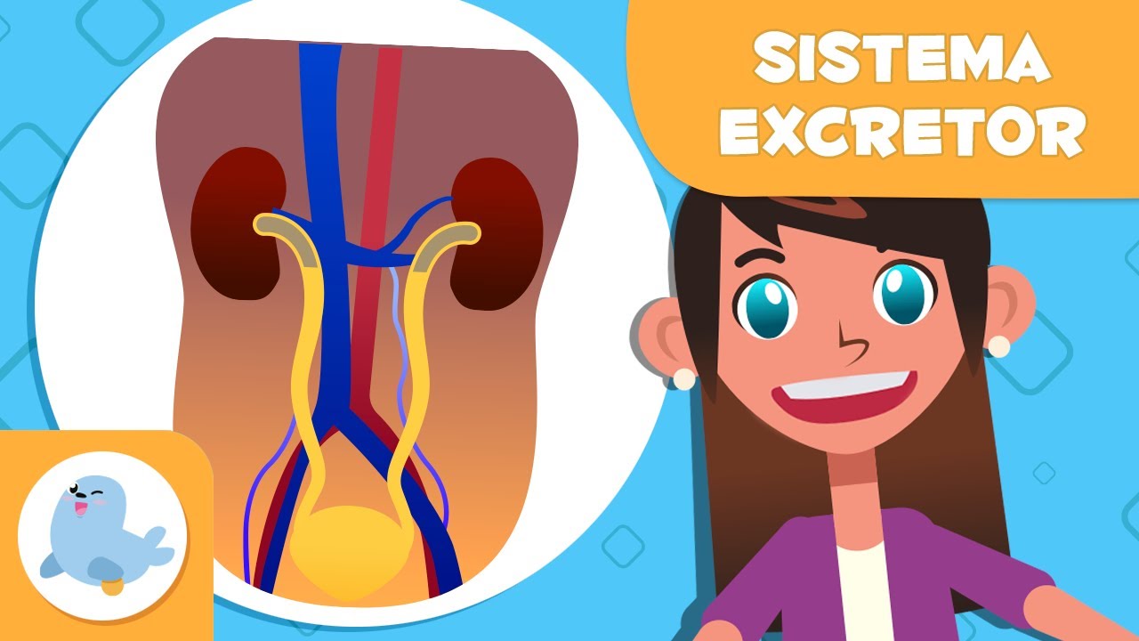 curiosidades del aparato excretor