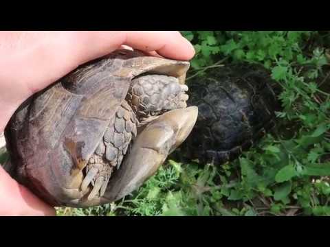 diferencia entre tortugas y galapagos