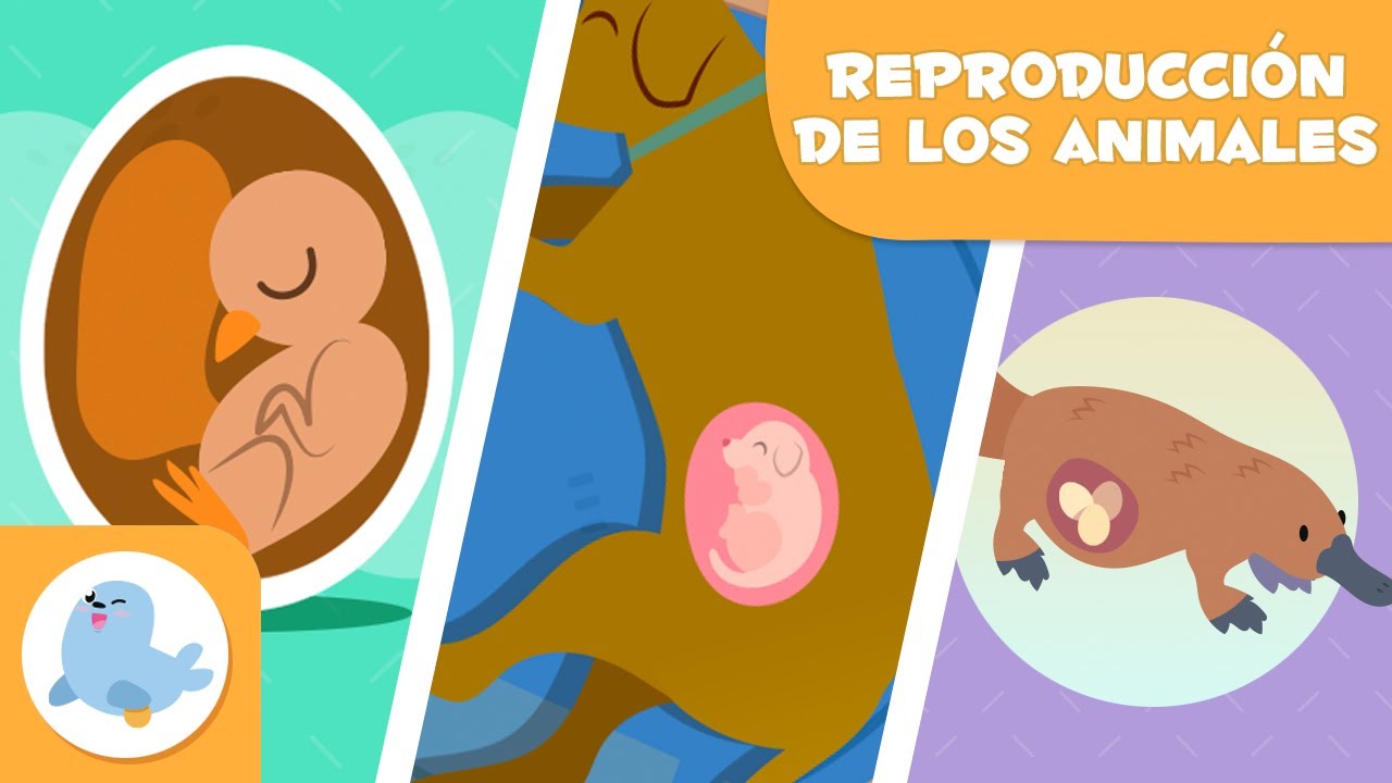 diferencias entre oviparos y viviparos