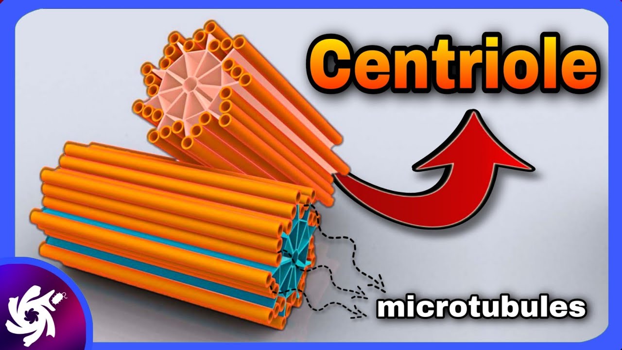 funcion centriolos