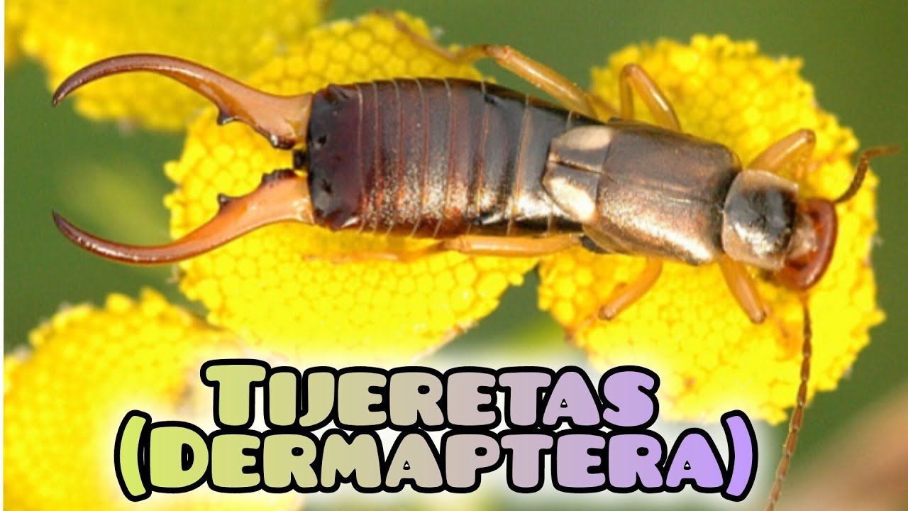 insectos con pinzas delanteras