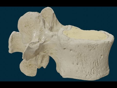 láminas vertebrales