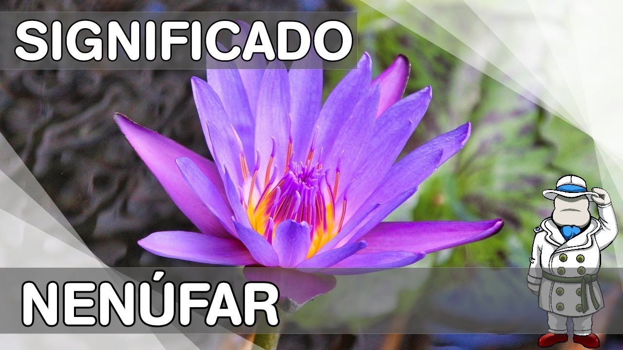 nenúfar simbologia