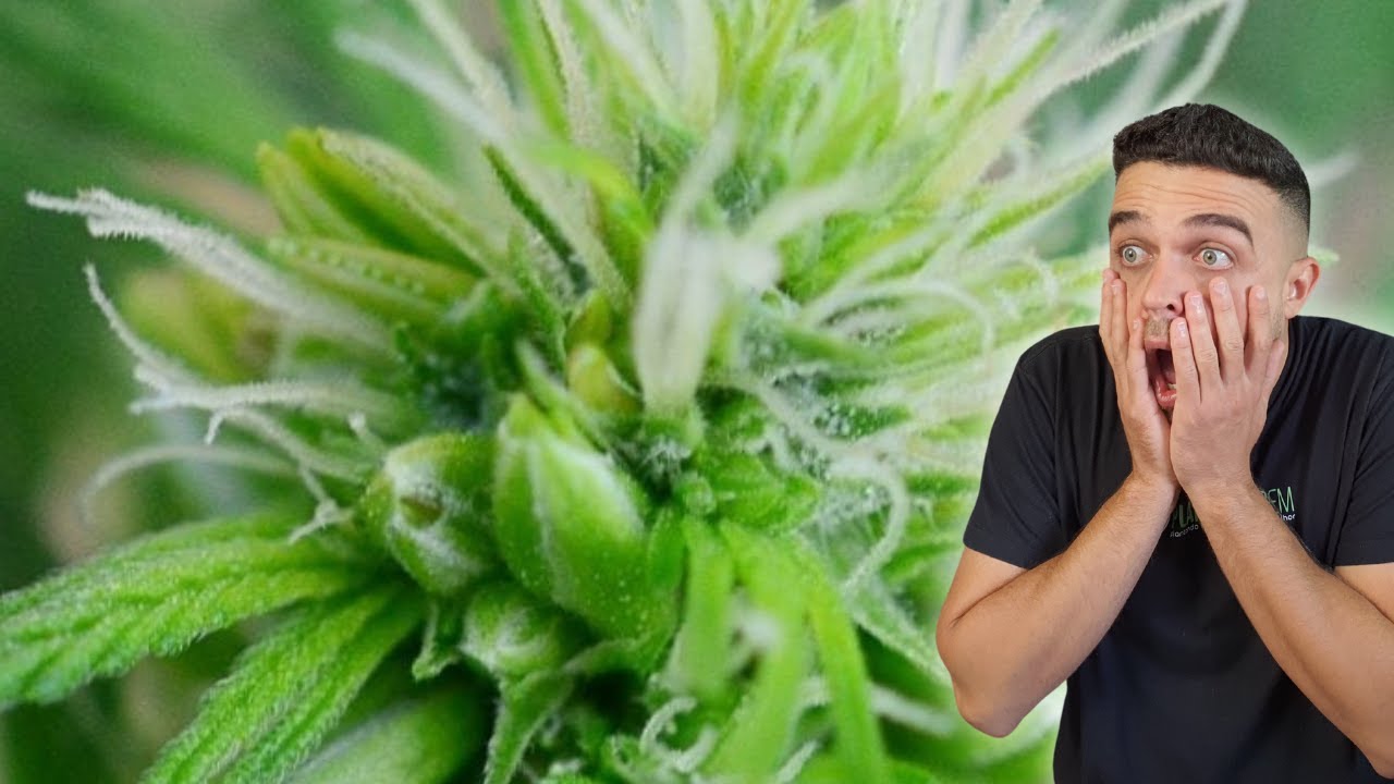 planta hermafrodita