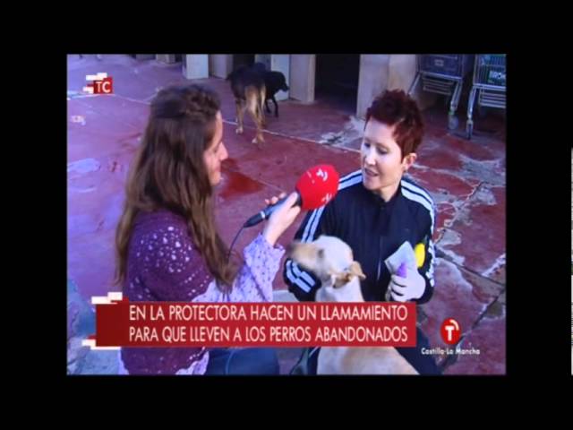 protectora de animales ciudad real