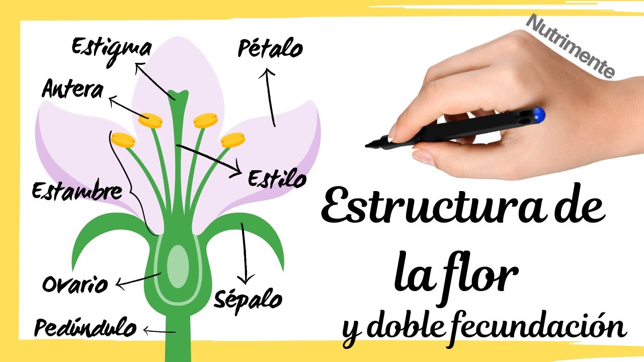 anatomia de una flor