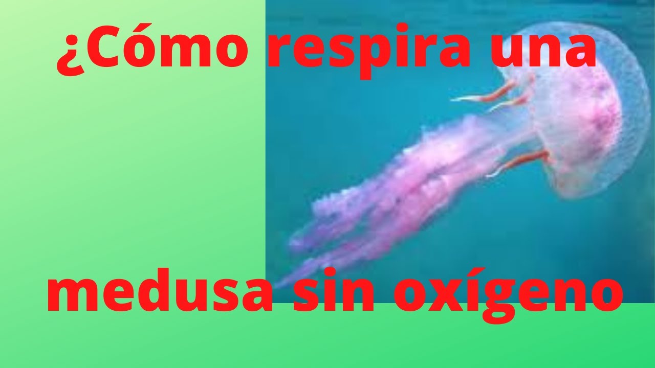 como respiran las medusas