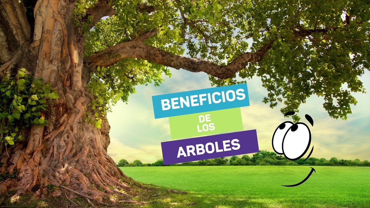 derivados de arbol