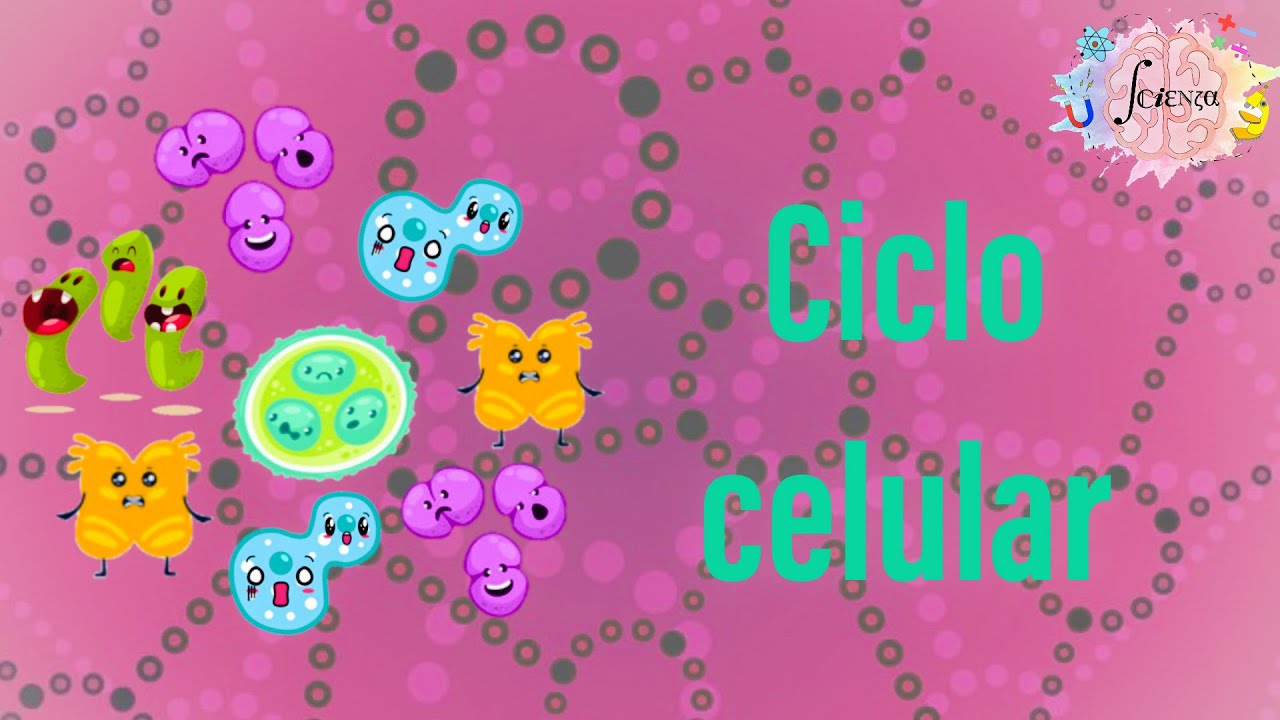 diferencias entre cariocinesis y citocinesis