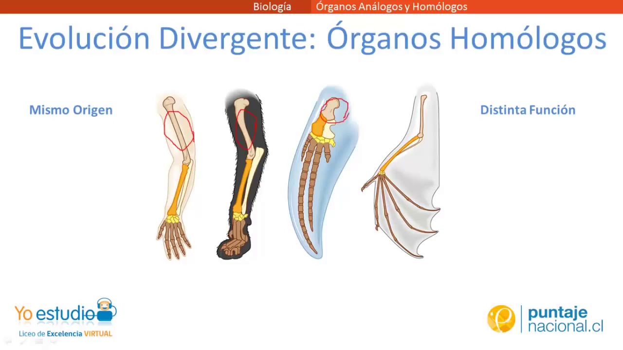 ejemplo de organos homologos