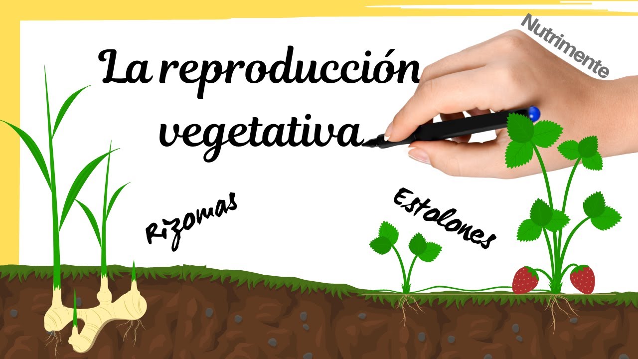ejemplos de estolones