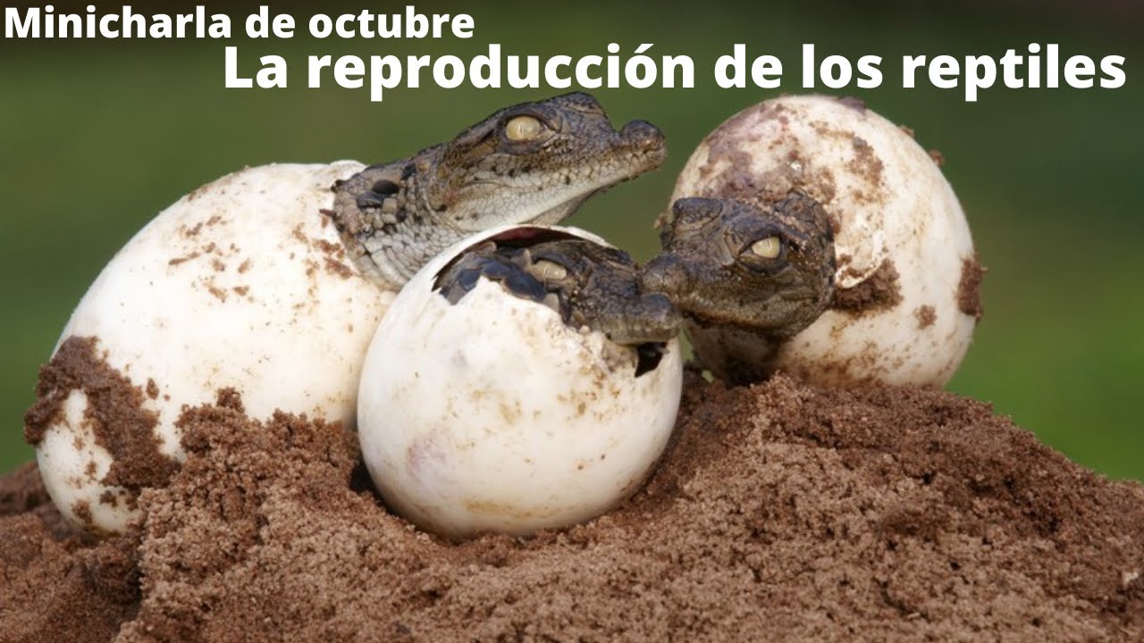 fecundacion de los reptiles