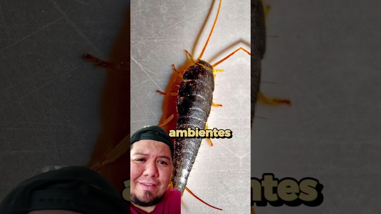 insectos que carecen de alas
