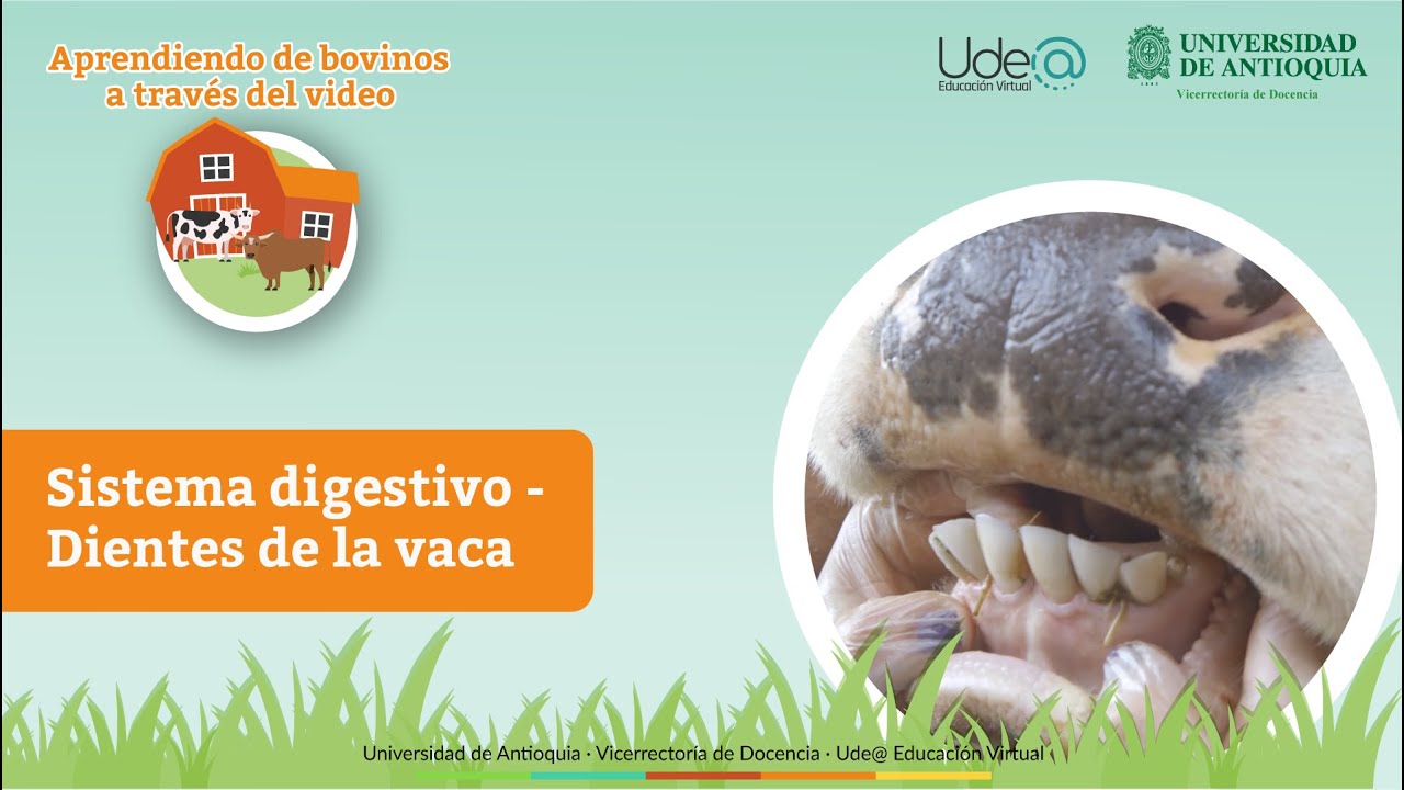 las vacas tienen dientes