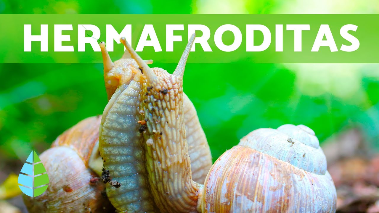 los caracoles son hermafroditas