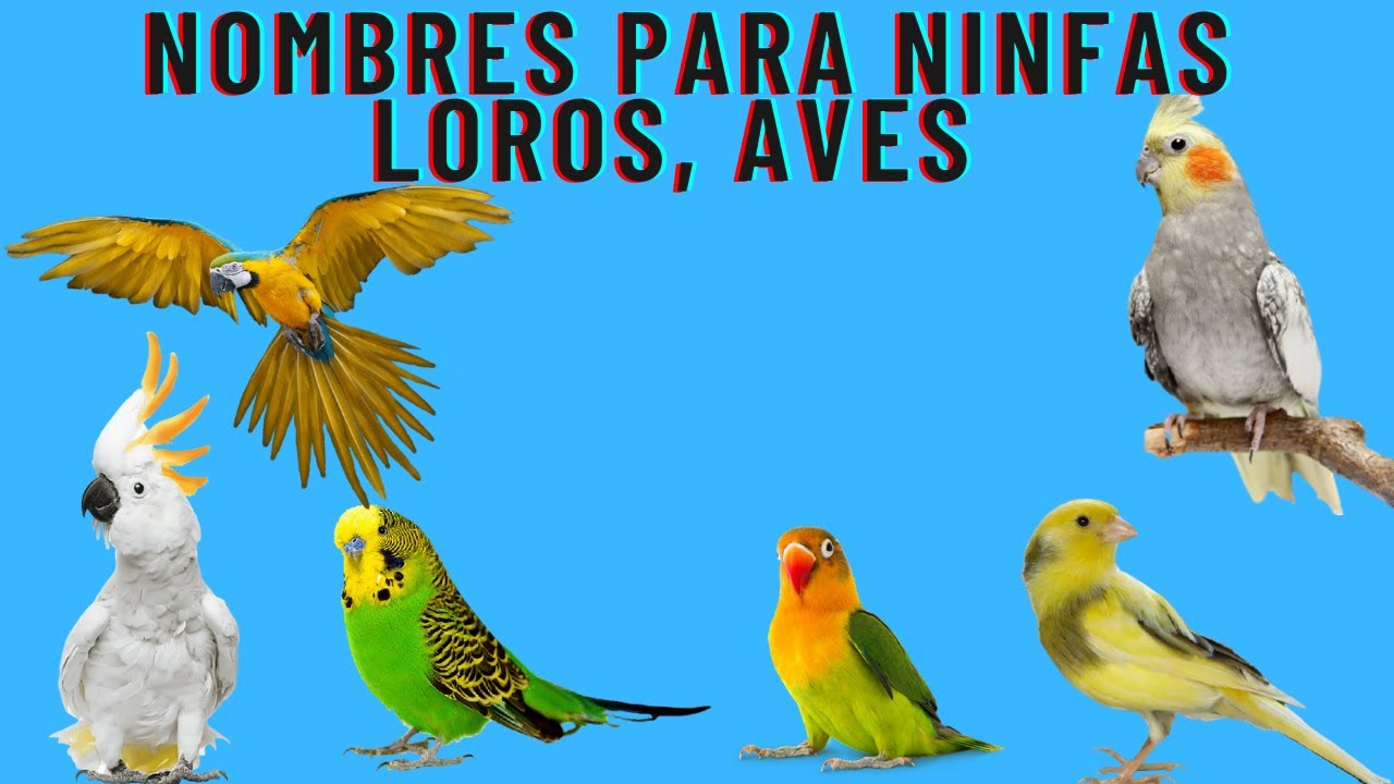 nombre ninfas