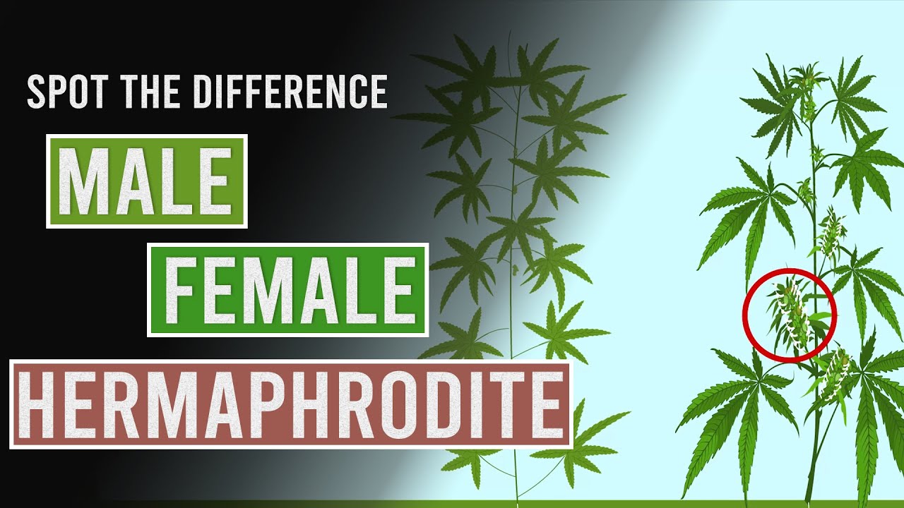 plantes hermafrodites