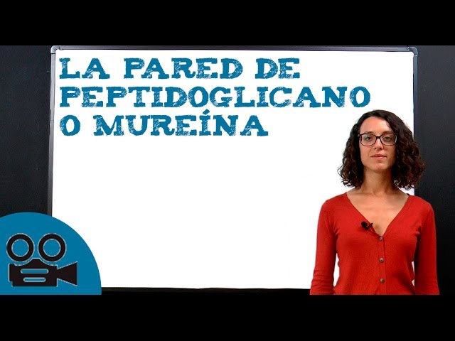 que es la mureina