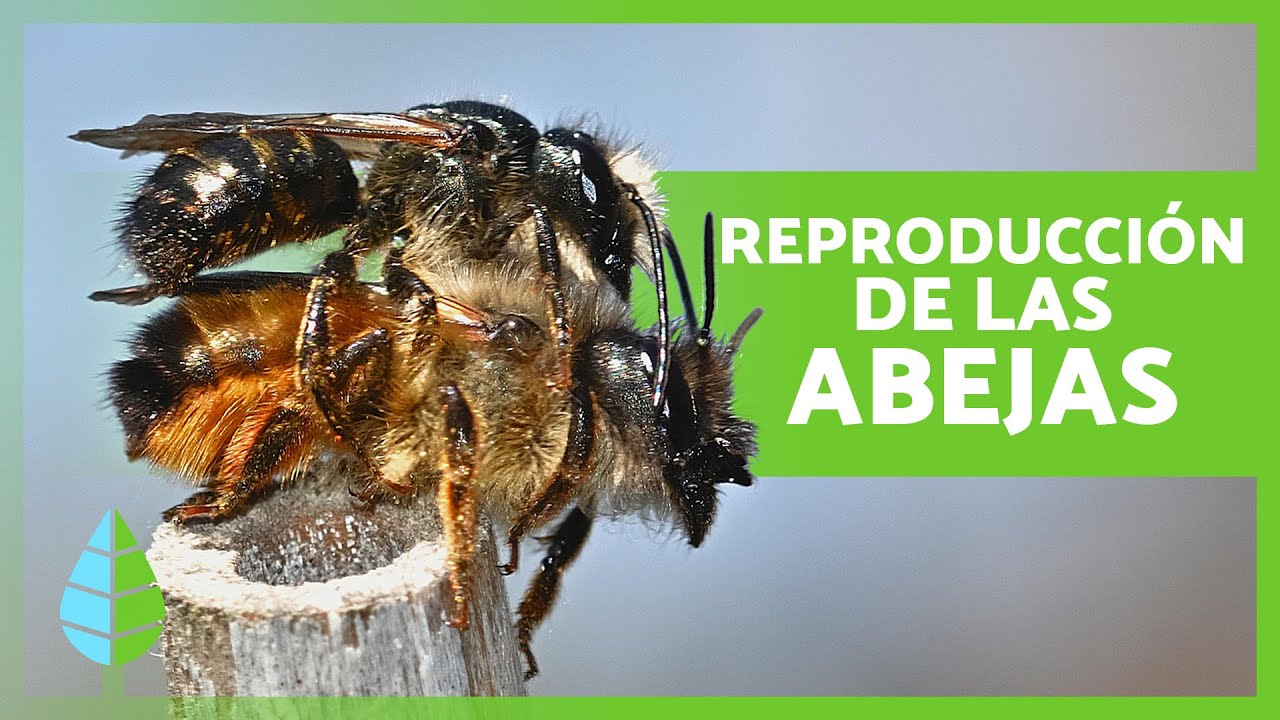reproduccion de las abejas