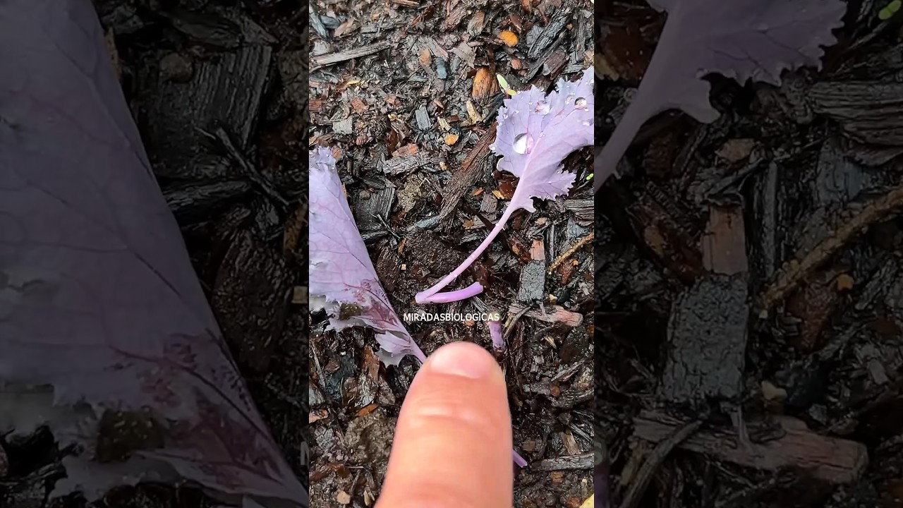 sinónimos de huerta