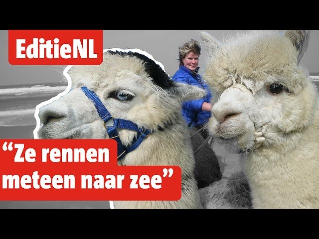 alpacas catalunya