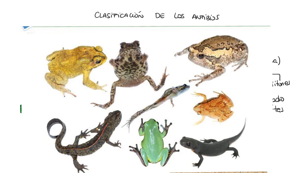 anuros y urodelos diferencias