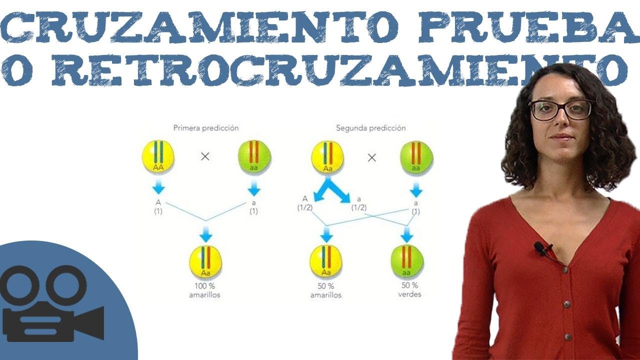 cruzamiento de prueba