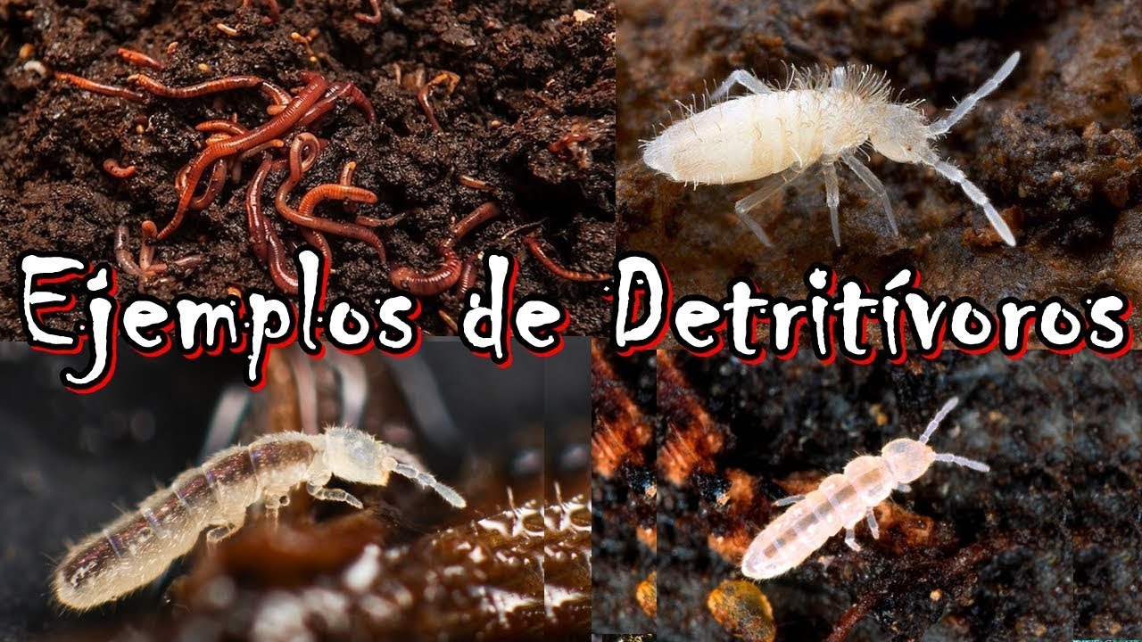 detritívoros ejemplos