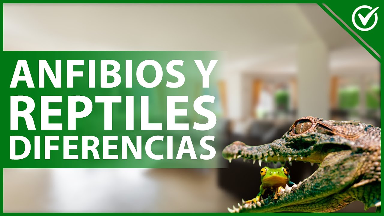 diferencia entre reptiles y anfibios