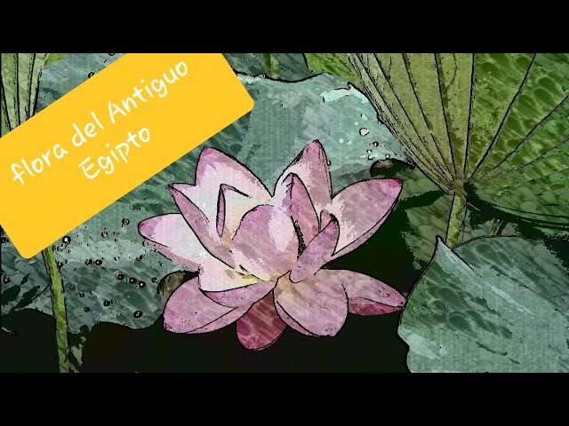 egipto flora