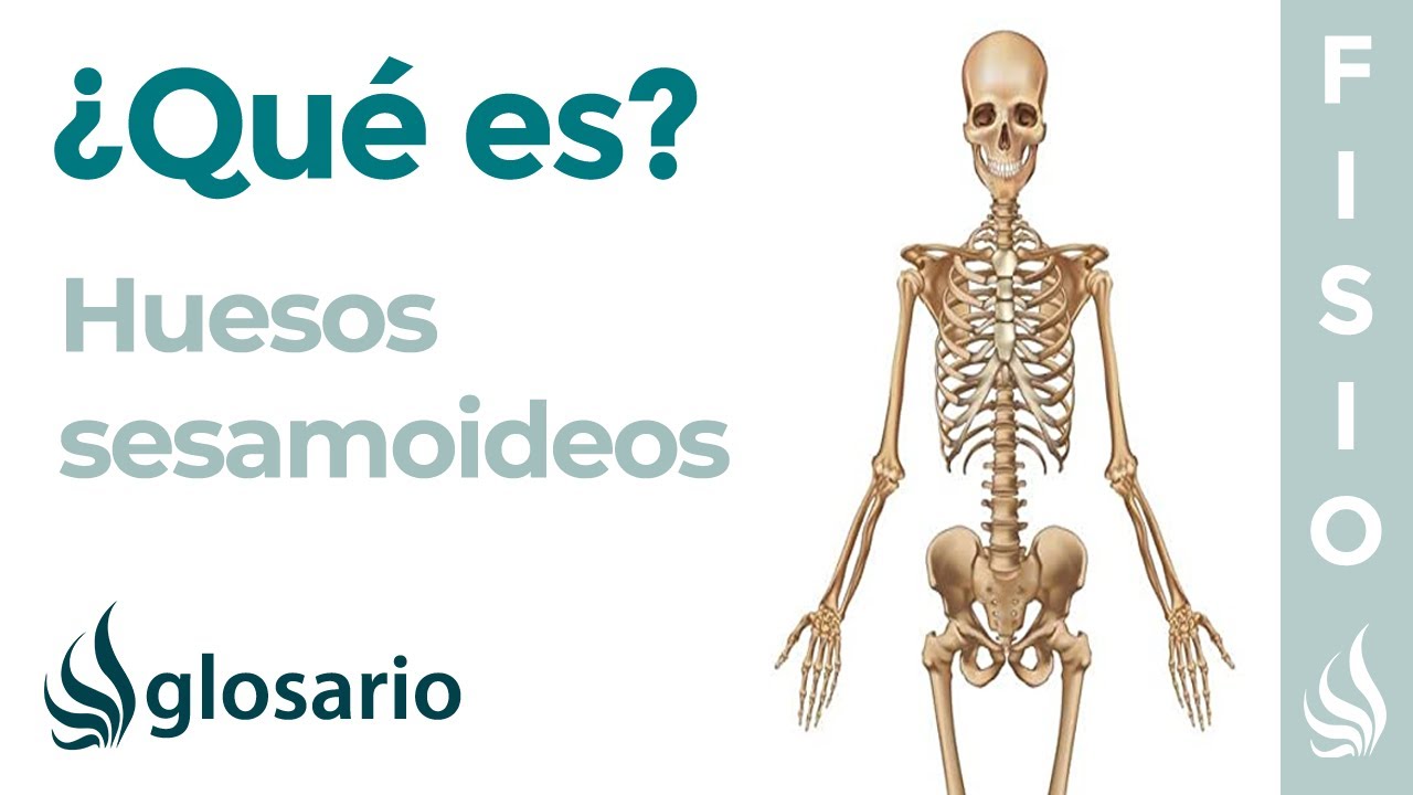 hueso sesamoideo del pie