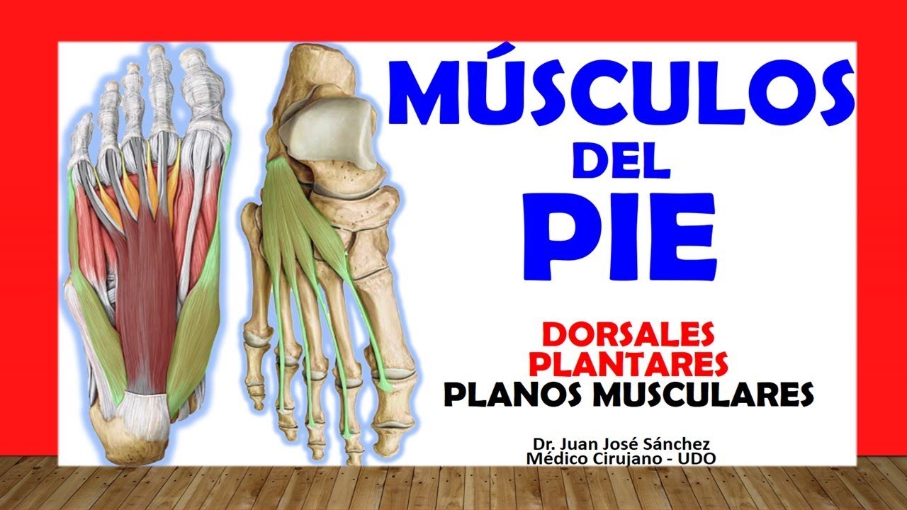 musculo del pie