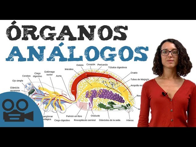 órganos analogos