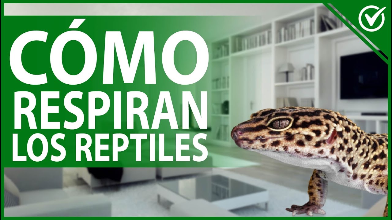 respiracion de los reptiles